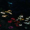 echinacea ～dark side ?～