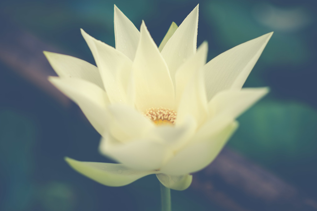 sharp petal