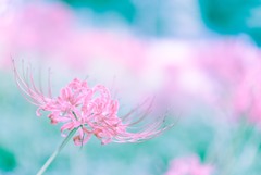 airy Lycoris