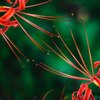 twin Lycoris