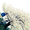 敬老桜