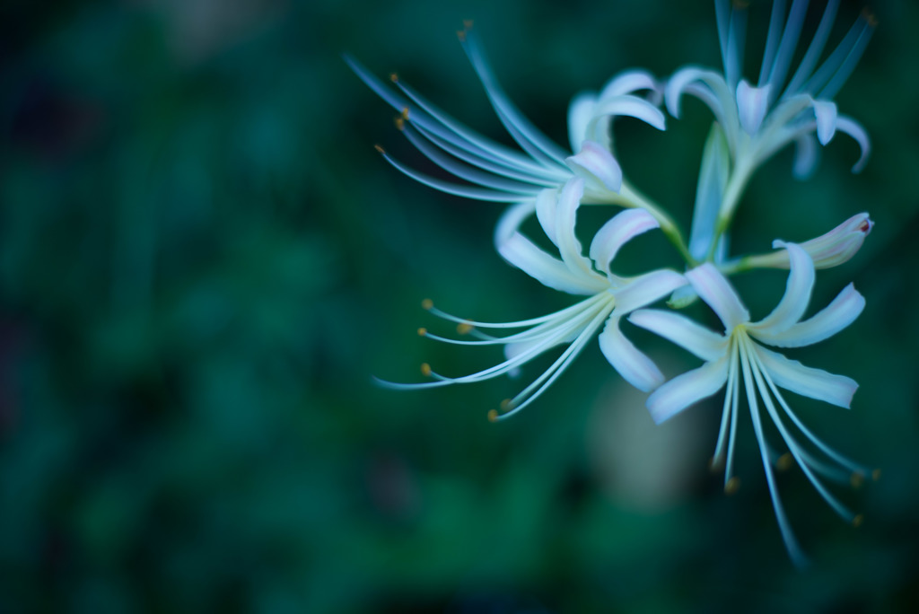 white Lycoris