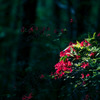 spot light