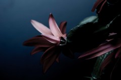 cactus flower ~dark~