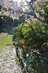 さんぽ