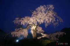 孤高の桜