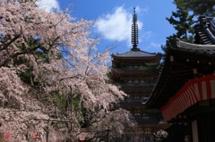 天晴の桜