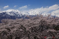 爽春