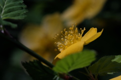 DSCF1320