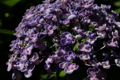 DSCF5468