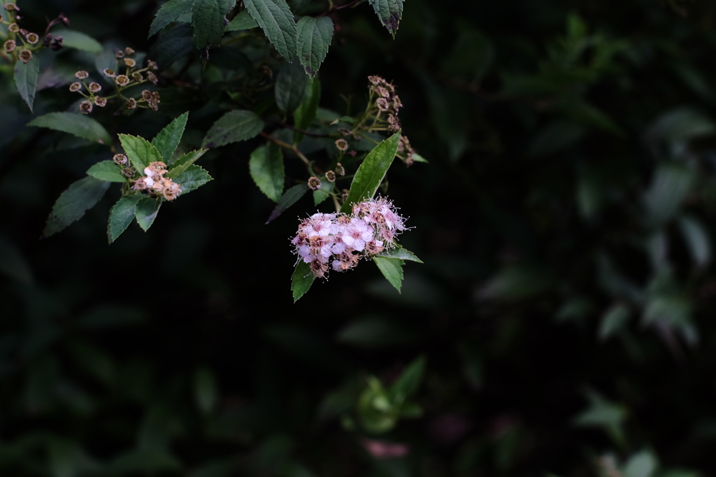 DSCF1542