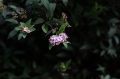 DSCF1542