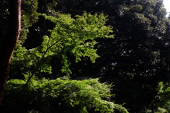 DSCF1482