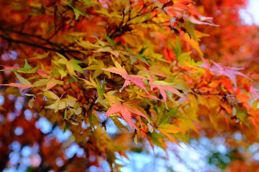 DSCF2842