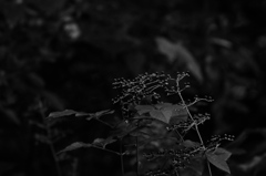 DSCF1995