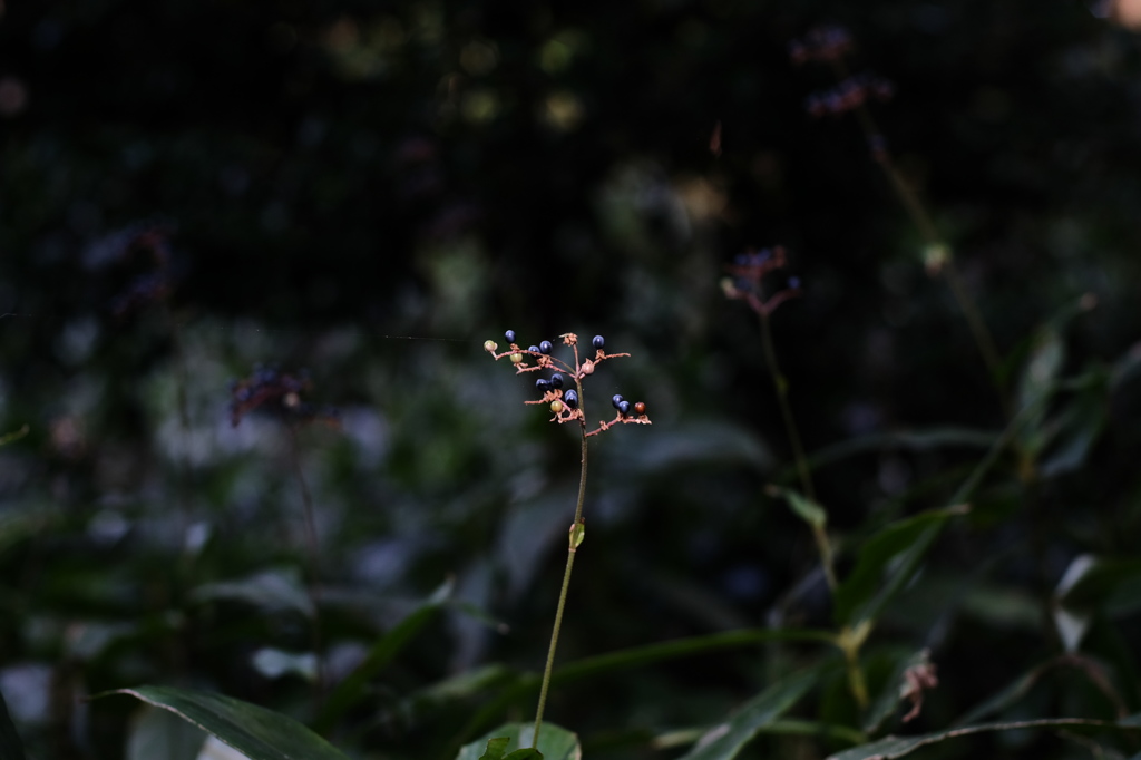 DSCF1510