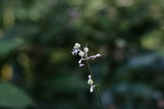 DSCF1506