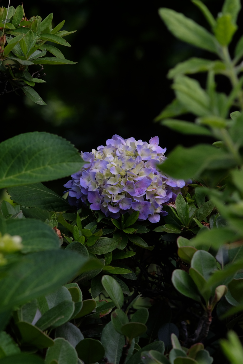 DSCF0053