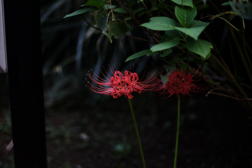 DSCF0257