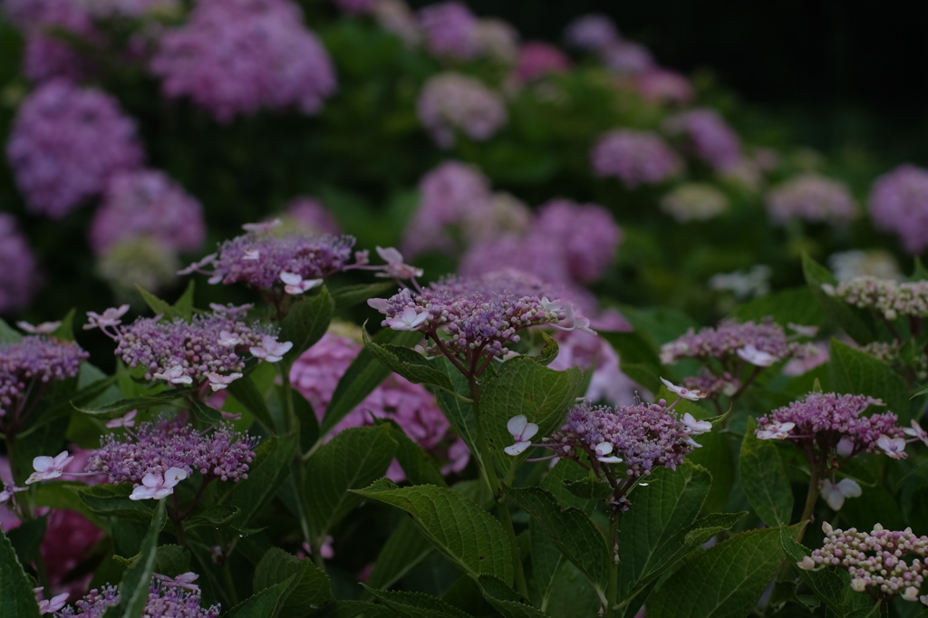 DSCF7176