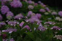 DSCF7176