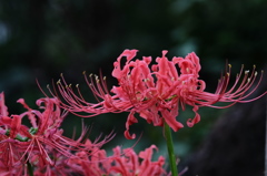 DSCF1126