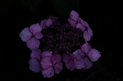 DSCF5695