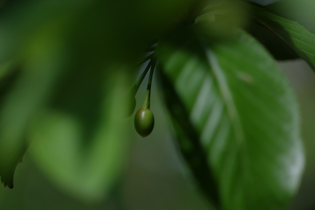 DSCF1333