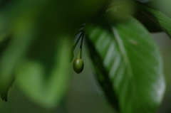 DSCF1333