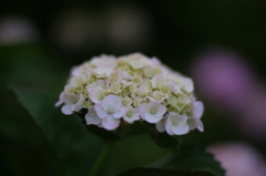 DSCF7179