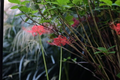 DSCF0258