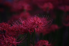 DSCF0251