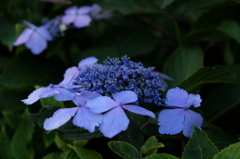 DSCF5659