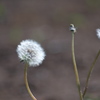 DSCF0100