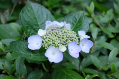 DSCF5349