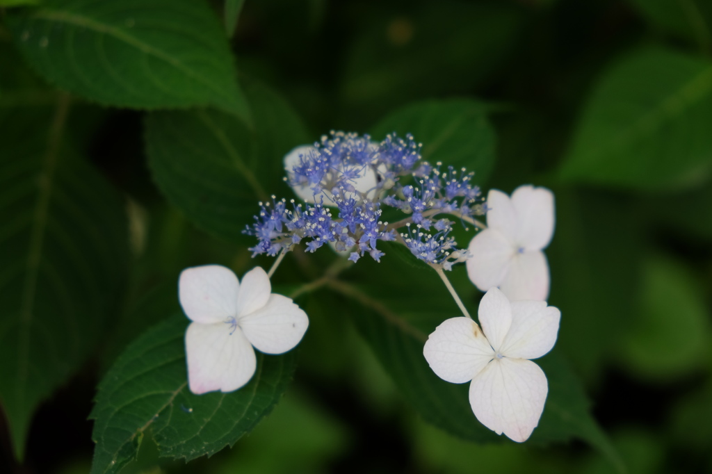 DSCF5564