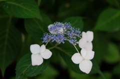 DSCF5564