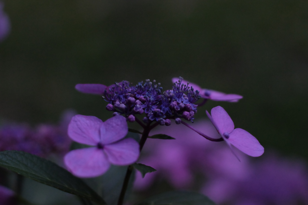 DSCF7215