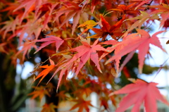 DSCF2857