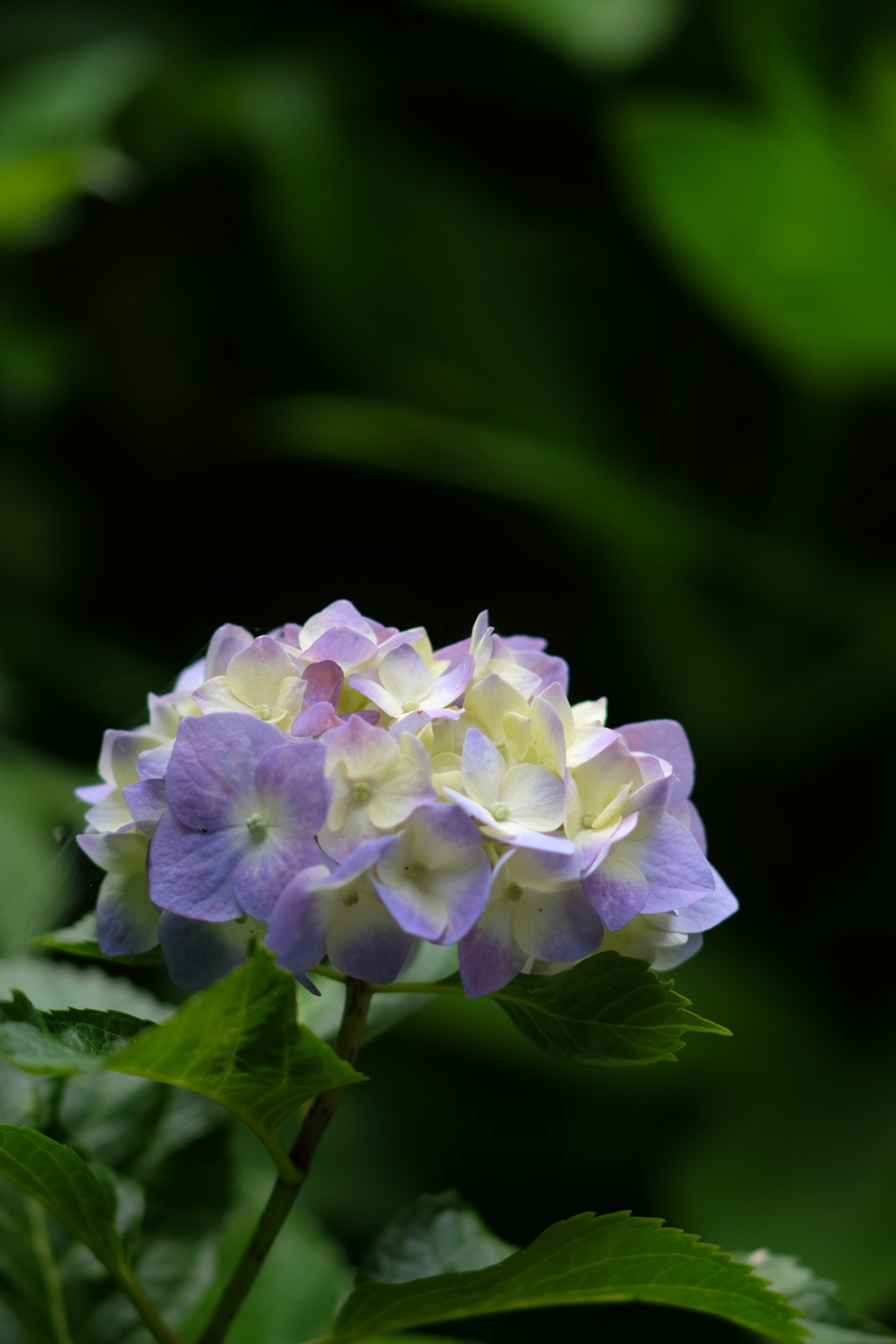 DSCF0072
