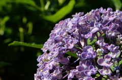 DSCF5471