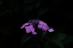 DSCF5701