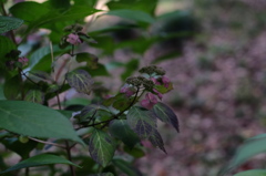 DSCF1535