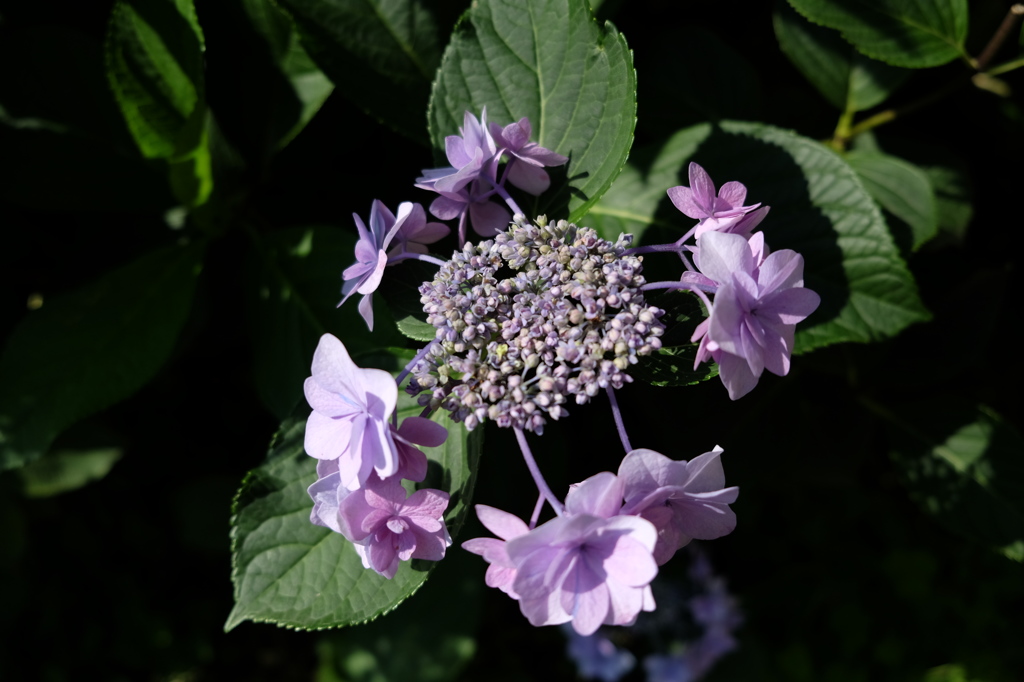 DSCF5510