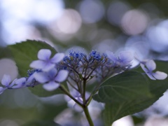 P6221809
