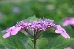 DSCF5650