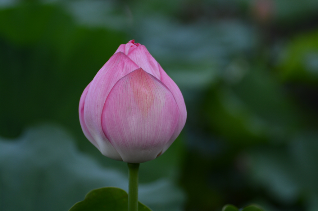 DSC_4890
