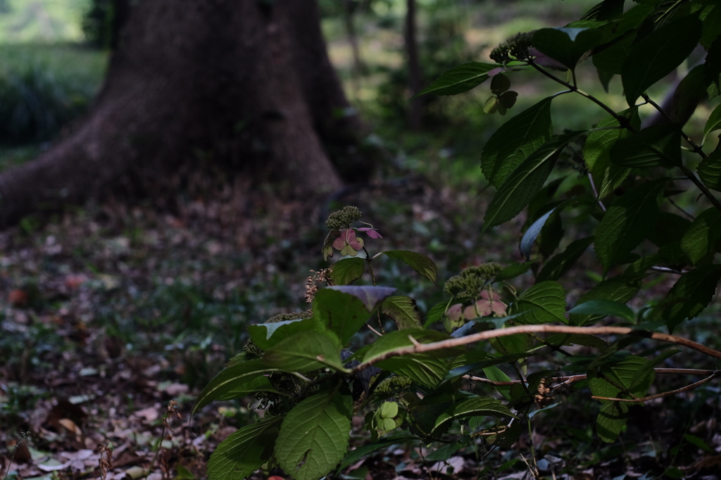 DSCF1537