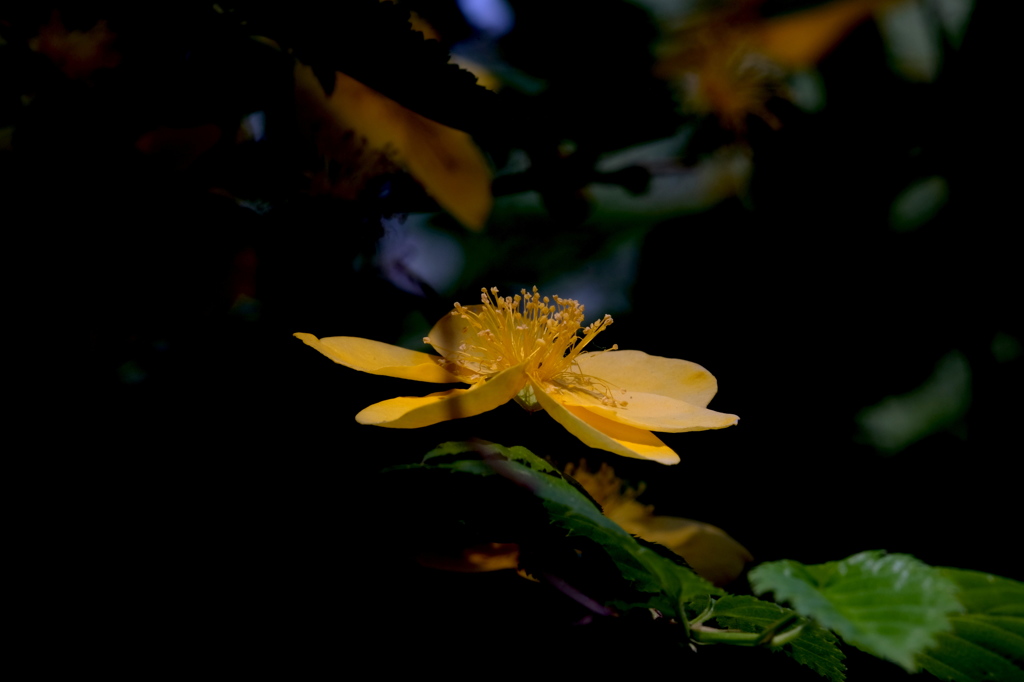 DSCF1313