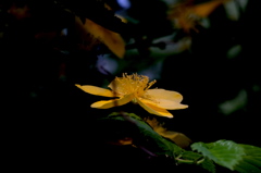 DSCF1313